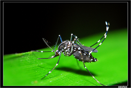 ກອງປະຊຸມສຳມະນາກ່ຽວກັບການປ້ອງກັນ ແລະ ຄວບຄຸມໄຂ້ເລືອດອອກ